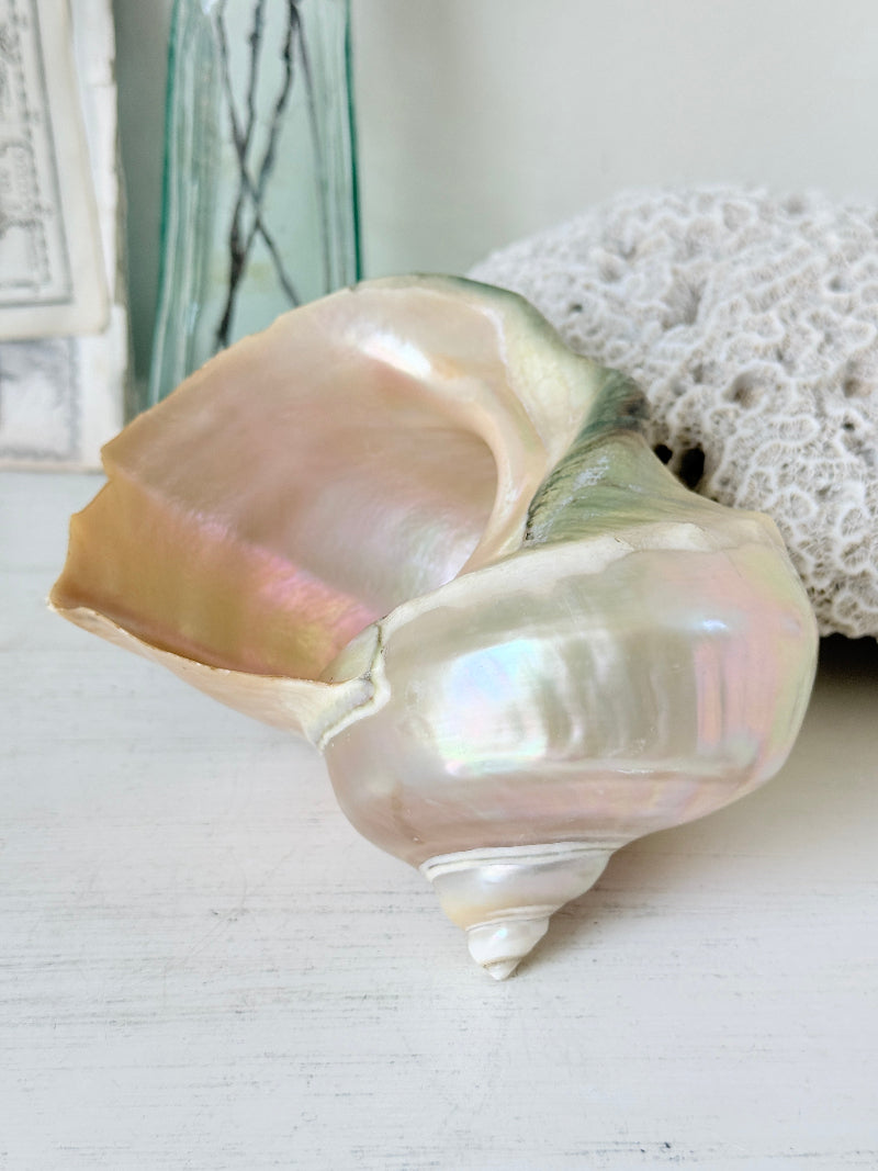 Polished mother of pearl spiral sea shell with iridescent pink and gold nacre on a white surface