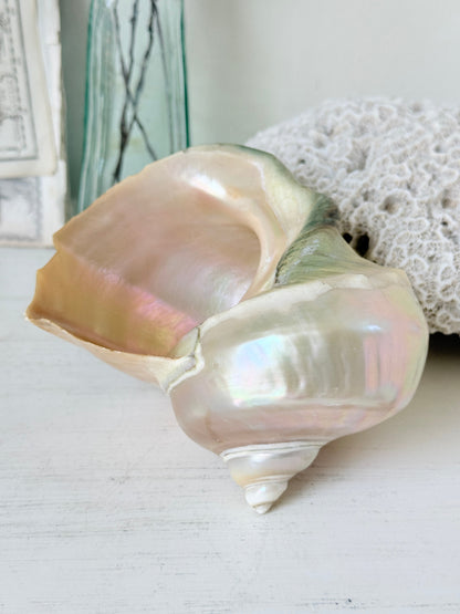 Polished mother of pearl spiral sea shell with iridescent pink and gold nacre on a white surface
