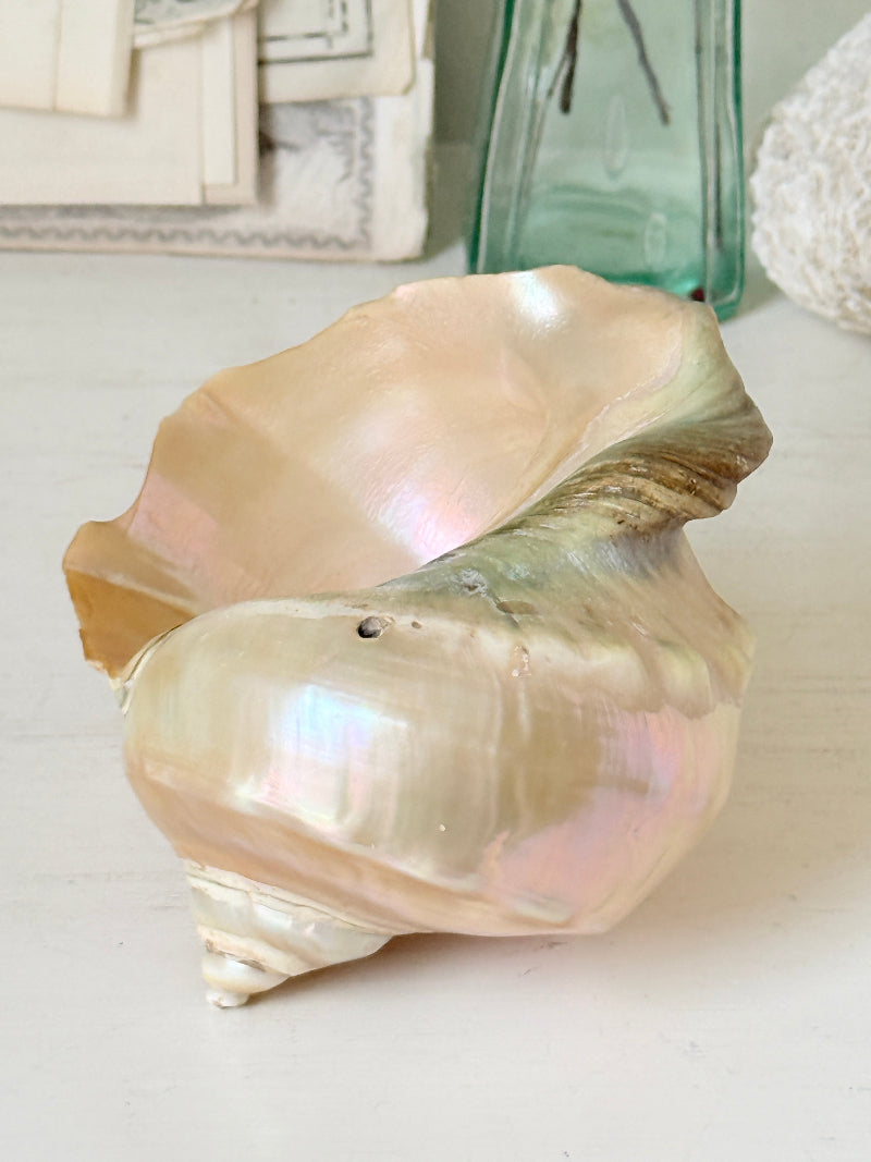 Polished mother of pearl spiral sea shell in champagne and gold with iridescent nacre