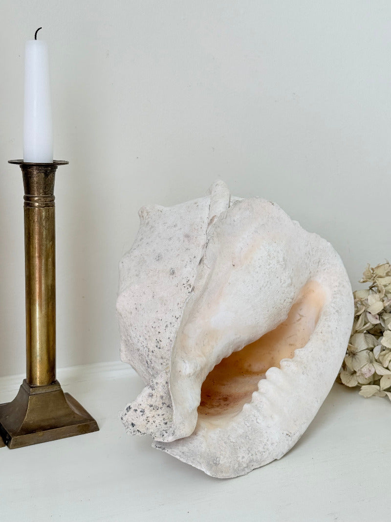 Large vintage Queen Helmet shell with ridged dome and cream tones, styled on a white surface beside brass candlesticks and dried hydrangeas.