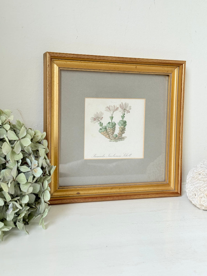 vintage botanical print of primula Tirolensis in gold frame on white surface with green hydrangeas