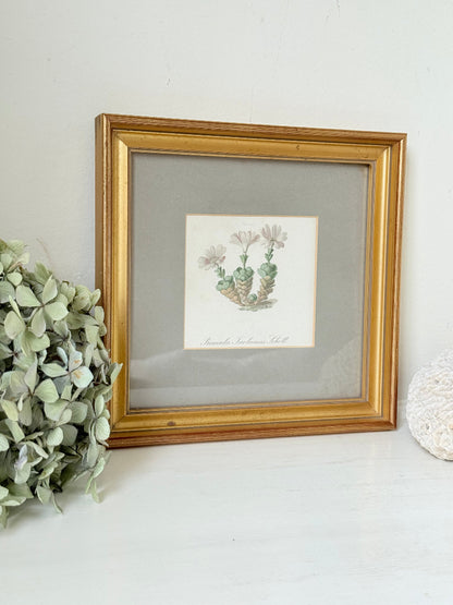 vintage botanical print of primula Tirolensis in gold frame on white surface with green hydrangeas