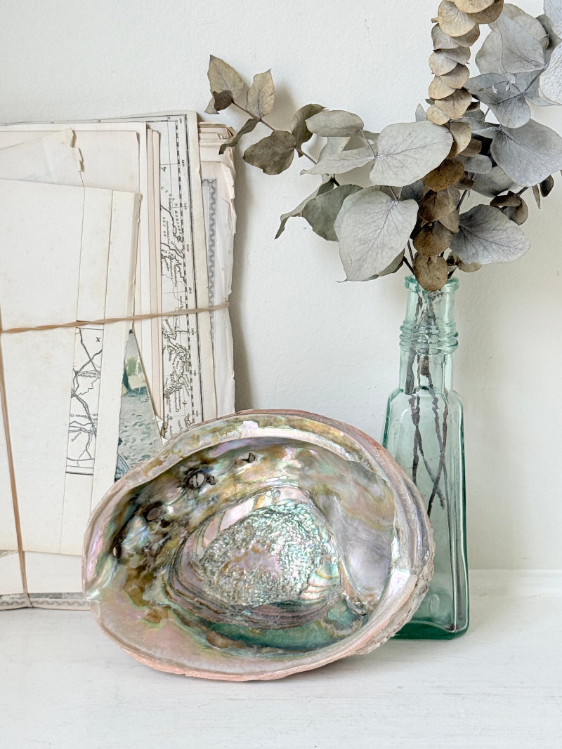 Large abalone shell with iridescent green and silver interior photographed on a white surface
