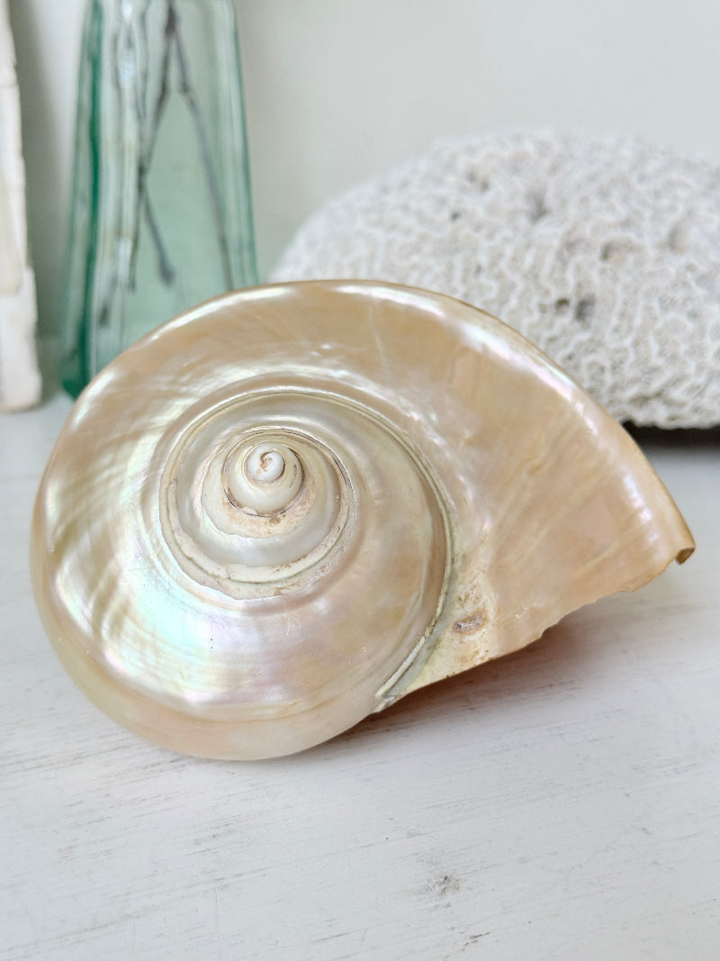 Polished mother of pearl spiral sea shell in champagne and gold with iridescent nacre