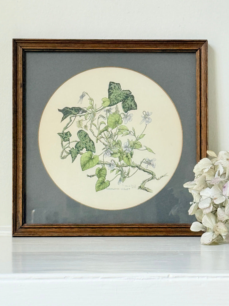 framed hand coloured botanical print of ivy and white blossoms photographed on white surface
