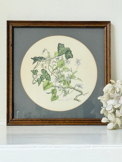 framed hand coloured botanical print of ivy and white blossoms photographed on white surface