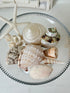 A collection of natural seashells, a starfish, and small coral pieces arranged on a clear glass plate with a scalloped rim, set against a light-colored background.
