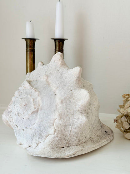 Large vintage Queen Helmet shell with ridged dome and cream tones, styled on a white surface beside brass candlesticks and dried hydrangeas.