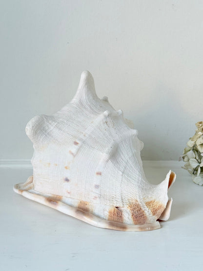 Vintage Queen Helmet shell in cream and peach tones with patterned surface, styled on a white surface beside dried hydrangeas.
