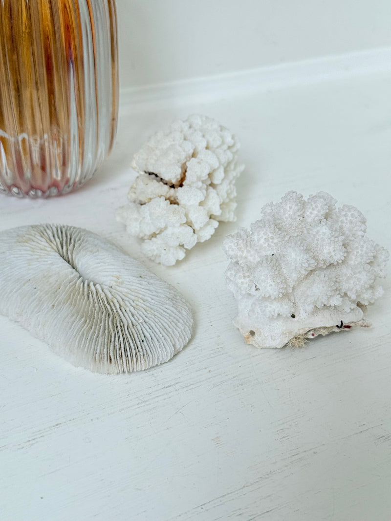 Trio of natural white coral pieces in different shapes, styled on a white surface with warm-toned accessories
