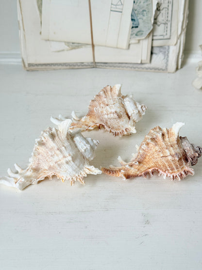 Three natural conch shells arranged on a white wooden surface with vintage papers in the background.