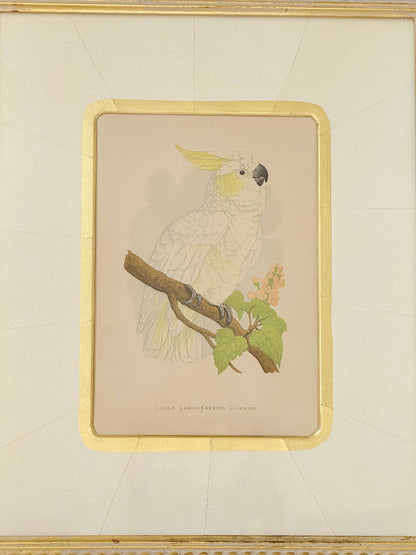 Framed cockatoo bird print in green and gold frame with mount, styled on white surface with vintage books