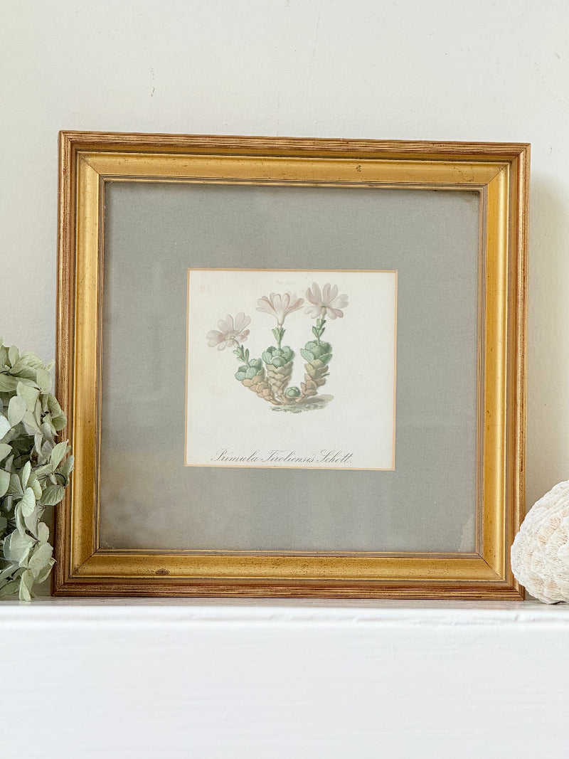 vintage botanical print of primula Tirolensis in gold frame on white surface with green hydrangeas