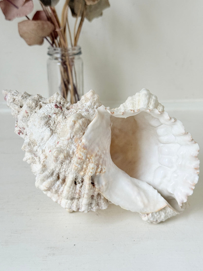 Large decorative seashell in cream and peach tones with textured ridges, photographed on a white surface