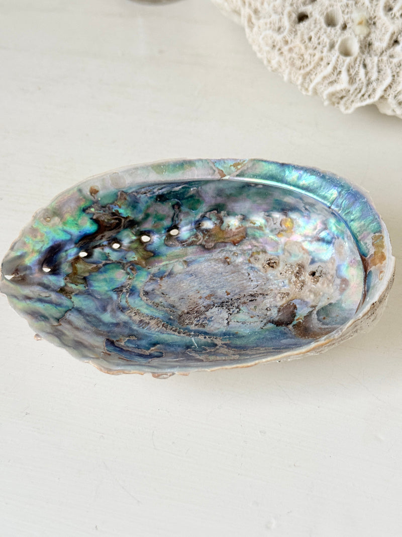 Iridescent decorative shell with blue and green interior, photographed on a white surface
