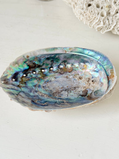 Iridescent decorative shell with blue and green interior, photographed on a white surface