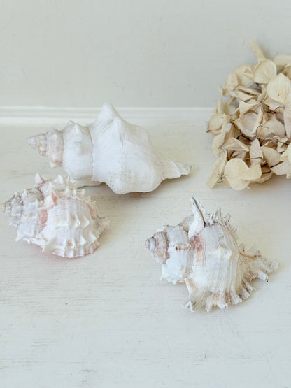Set of three vintage coastal shells in soft pink and white, styled on a white surface