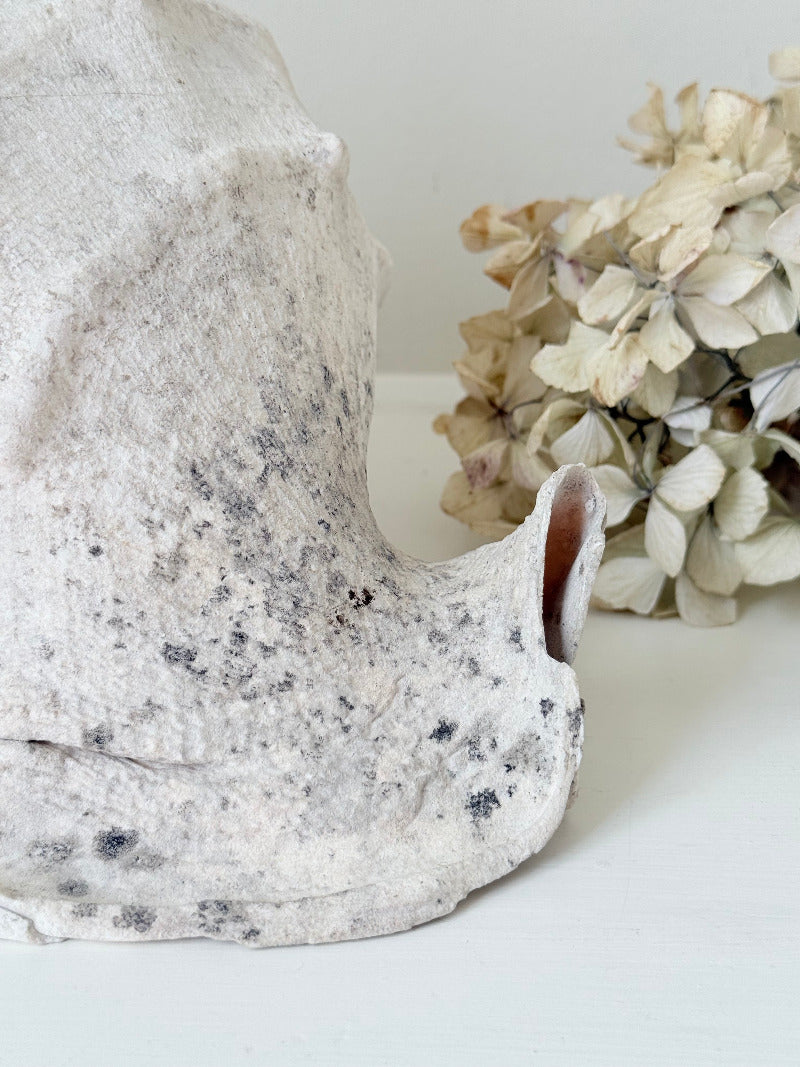 Large vintage Queen Helmet shell with ridged dome and cream tones, styled on a white surface beside brass candlesticks and dried hydrangeas.