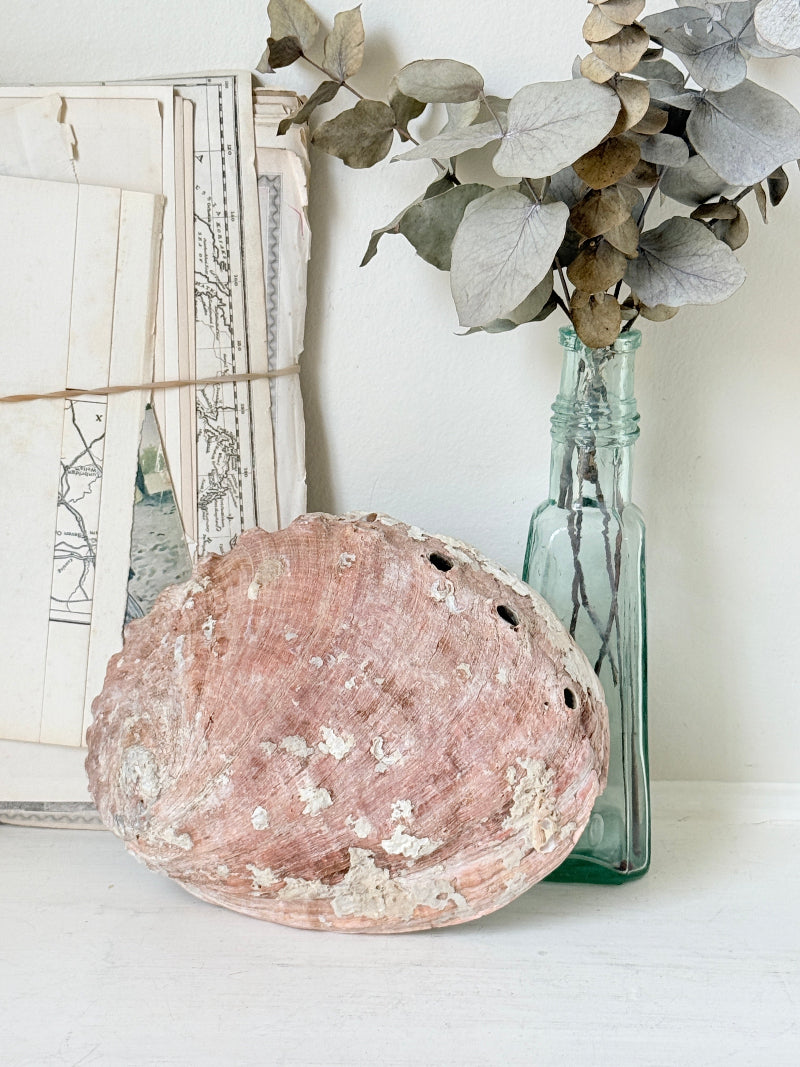 Large abalone shell with iridescent green and silver interior photographed on a white surface