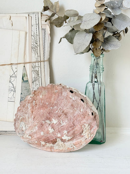Large abalone shell with iridescent green and silver interior photographed on a white surface