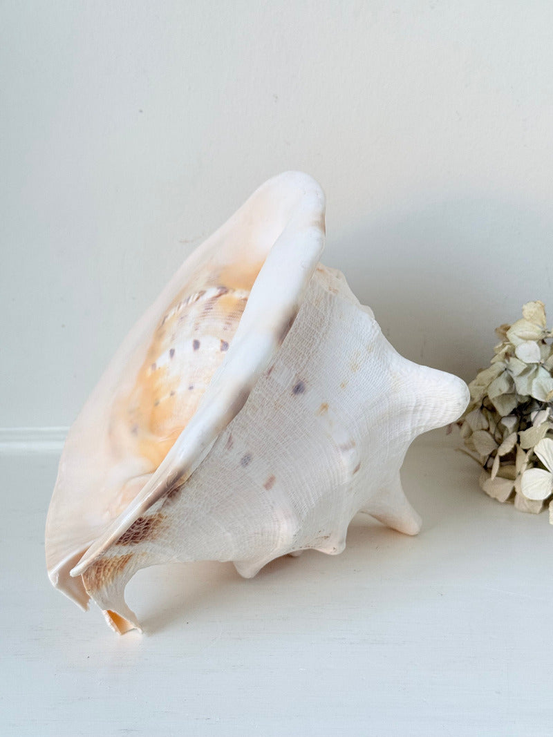 Vintage Queen Helmet shell in cream and peach tones with patterned surface, styled on a white surface beside dried hydrangeas.