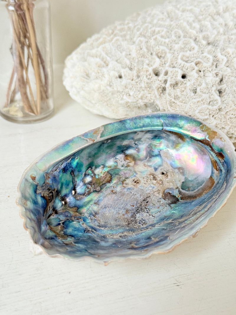 Iridescent decorative shell with blue and green interior, photographed on a white surface