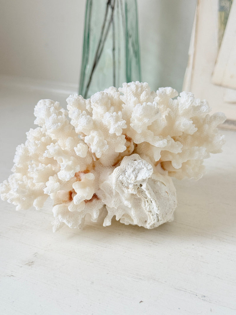 A cluster of natural white coral with a textured, organic shape, displayed on a light-colored wooden surface with a soft-focus background.