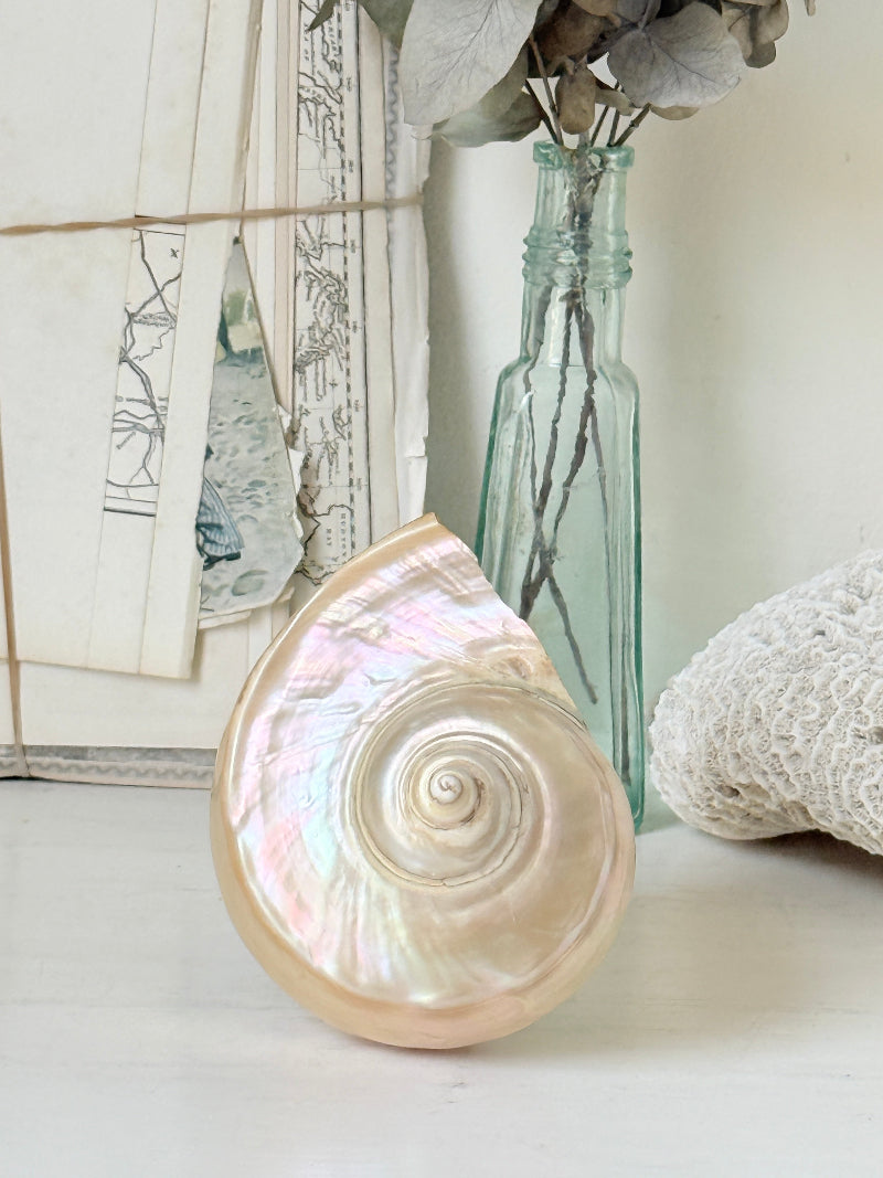 Polished mother of pearl spiral sea shell in champagne and gold with iridescent nacre