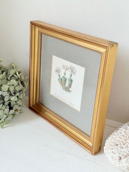 vintage botanical print of primula Tirolensis in gold frame on white surface with green hydrangeas