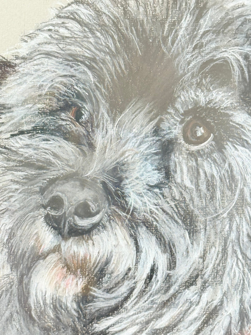 Framed pastel portrait of a shaggy dog in black frame with white mount, close-up detail of fur and eyes, photographed on white surface.