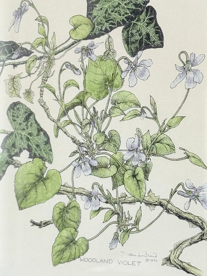 framed hand coloured botanical print of ivy and white blossoms photographed on white surface