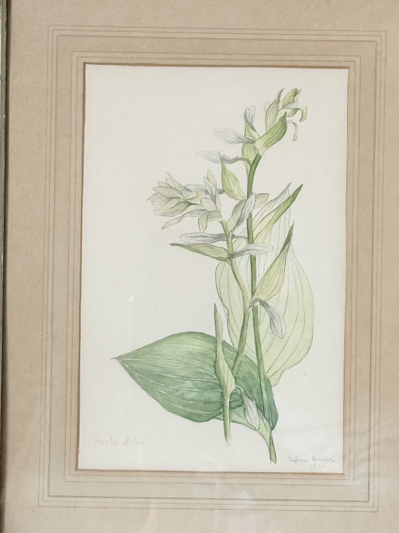 Vintage watercolour of hosta lilies in a gilt frame, signed and dated 1974, styled on white surface with soft decor

