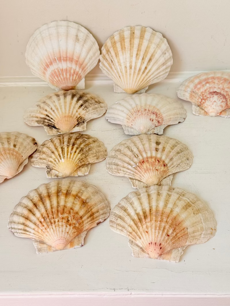 Set of 10 natural scallop shells in mixed sizes and tones, photographed on white surface.