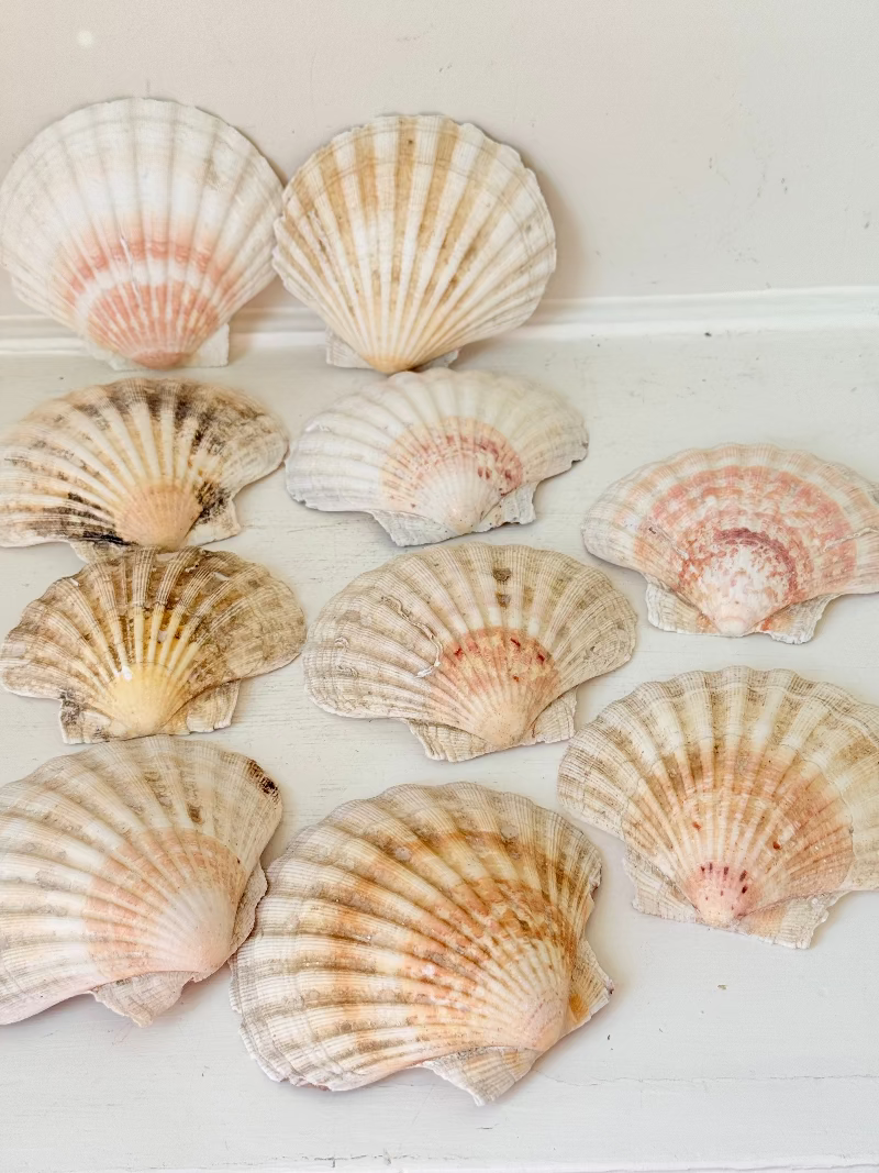 Set of 10 natural scallop shells in mixed sizes and tones, photographed on white surface.