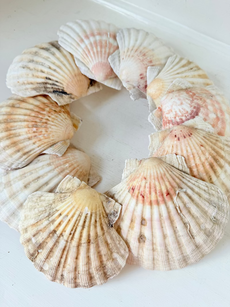 Set of 10 natural scallop shells in mixed sizes and tones, photographed on white surface.